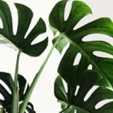 Artiplant